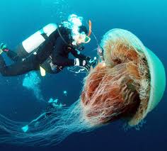 Imagine this jellyfish with the head of a rat!