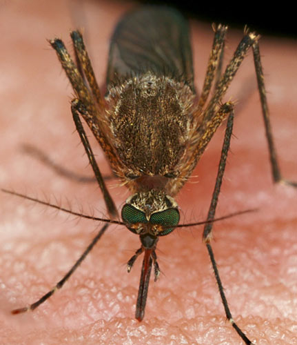Suck it, mosquito!