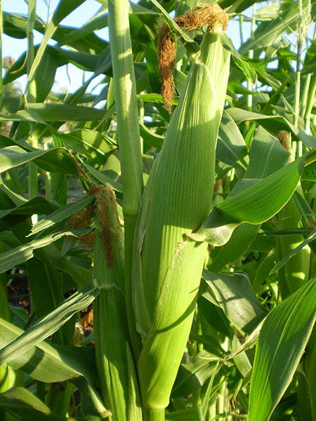 cornlead.jpg