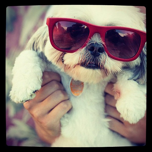 Its a puppy! Aahhhhh! Cute. I bet he loves brunch.