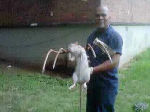 alg-giant-rat2-jpg.jpg