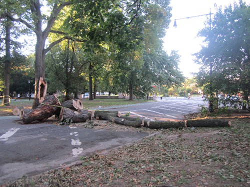 The felled bough, chopped up