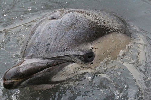 gowanusdolphin.jpg
