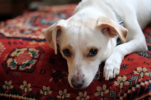 dog.jpg