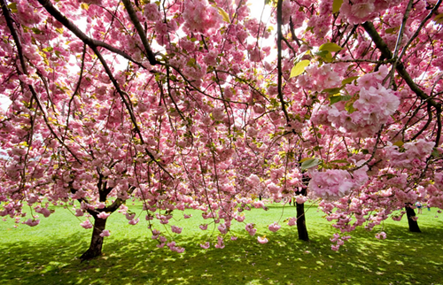 Cherry Blossom trees in the Brooklyn Botanic Garden Cherry Blossom trees in the Brooklyn Botanic Garden