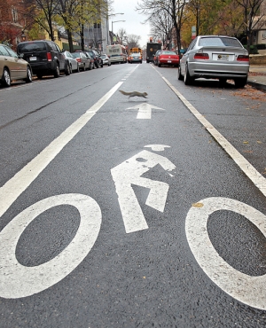Look at that little squirrel running in the bike lane like an asshole.