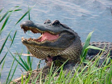 No parts on this alligator were harmed.