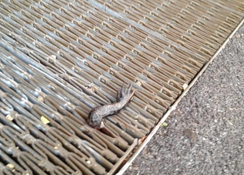 This is not a staged photo, its actually one of the alligator limbs found on N 10th Street.