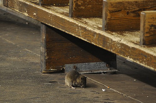 Rat-Subway-Platform.jpg