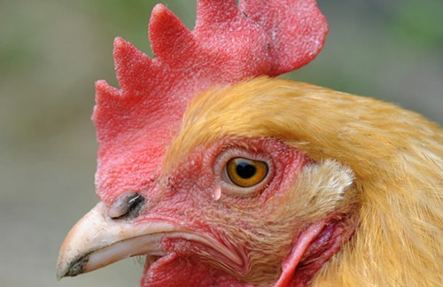 chicken.jpg