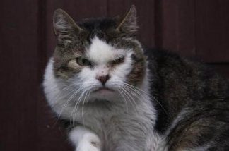 puss