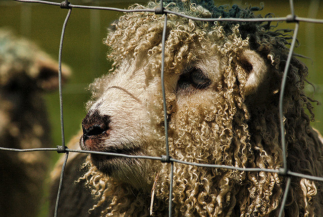 sheepy