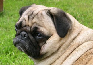 Pug Dog 7