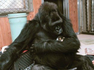 koko-the-gorilla-and-ball-the-kitten
