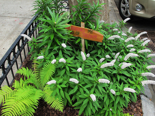 Image: Brooklyn Botanic Garden
