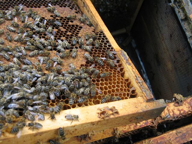 640px-Bees_2