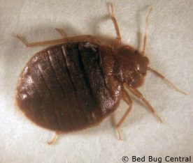 identify-adult-bed-bugs