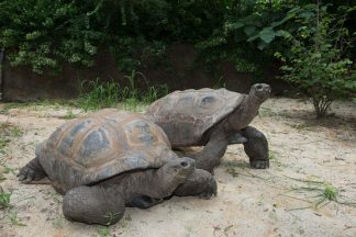 tortoises2