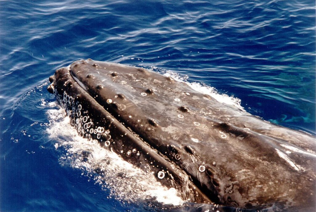 whale