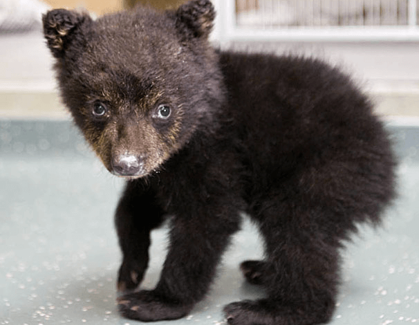 In Sad, Strange Animal News: A Dead Bear Was Found in Central Park This Morning In Sad, Strange Animal News: A Dead Bear Was Found in Central Park This Morning