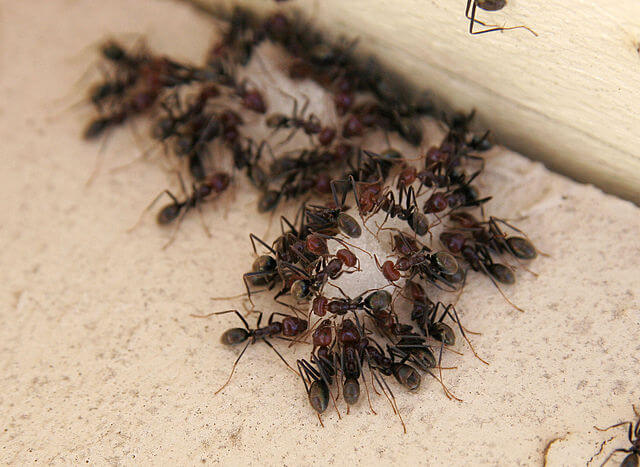 640px-Ants_eating
