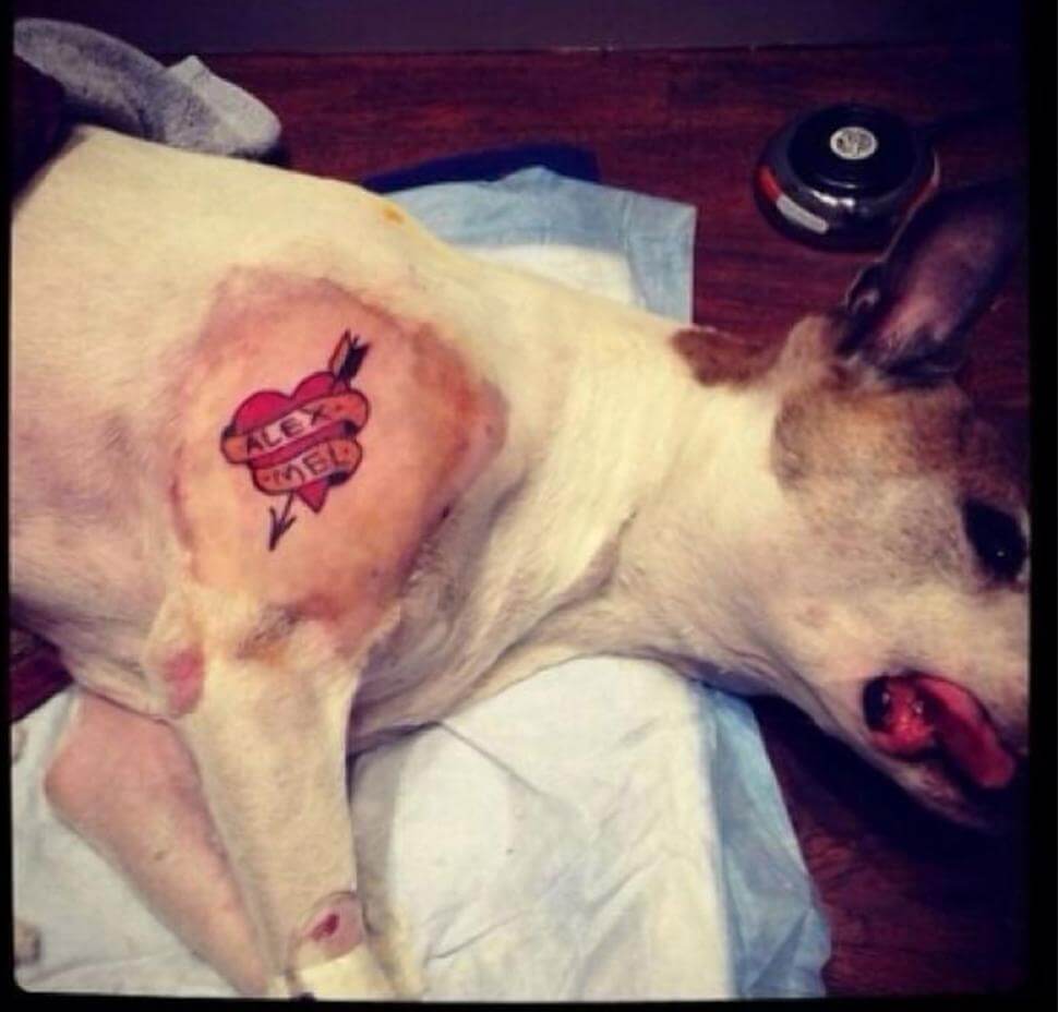 dog-instagram