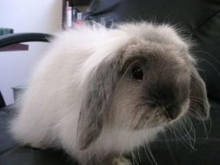 rabbit
