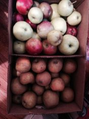 apples