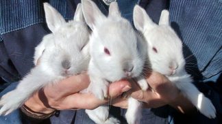 rabbits
