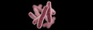 shigella-1184px
