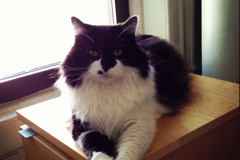 Fluffy the Cat