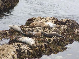 640px-Harbor_Seal_(Phoca_vitulina)_03