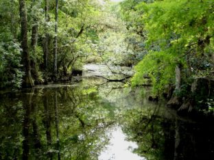 Everglades_swamp