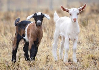 Baby_goats_jan_2007_crop