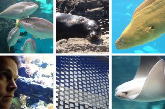 new-york-aquarium-nyiswild-pics