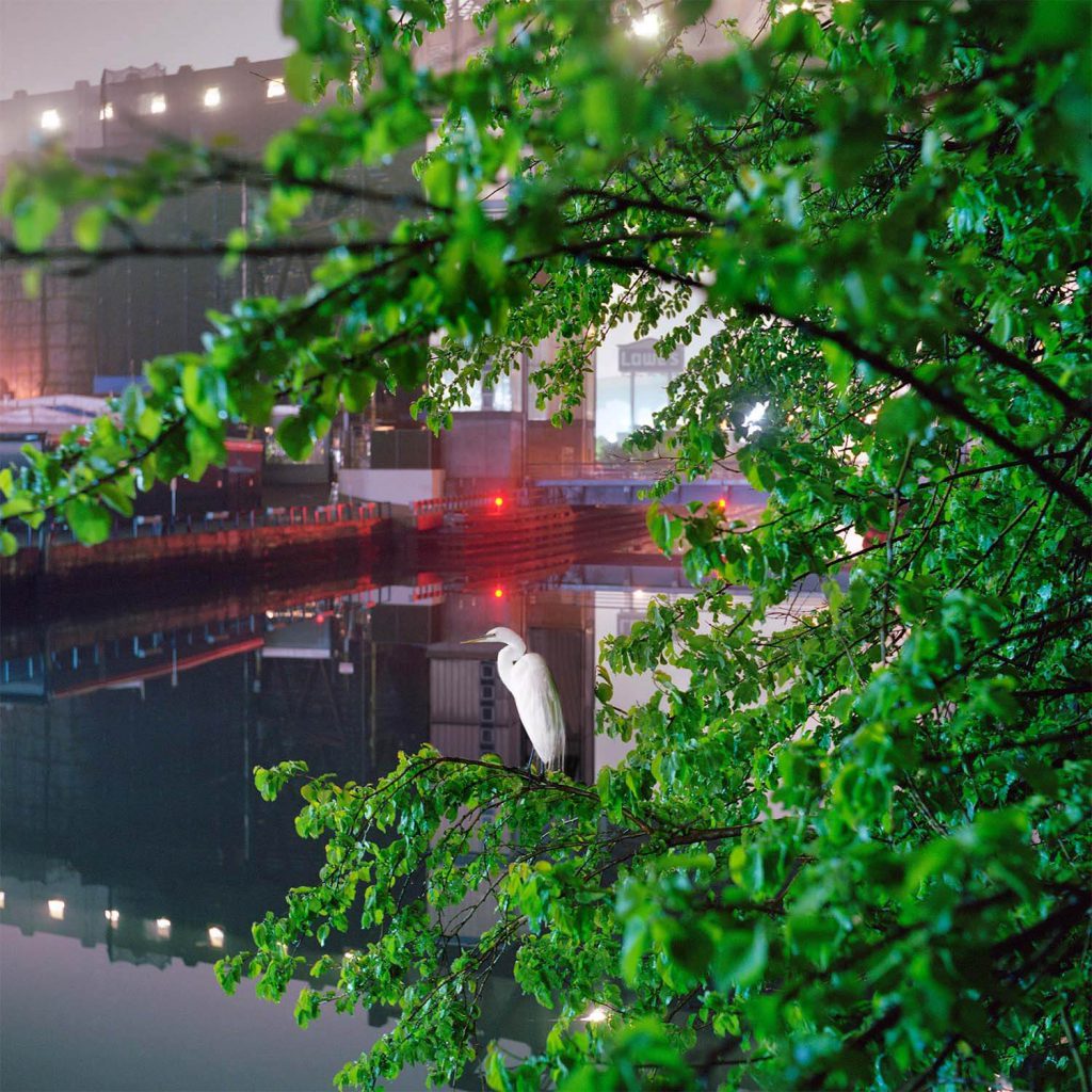 Gowanus_Wild_'Egret'