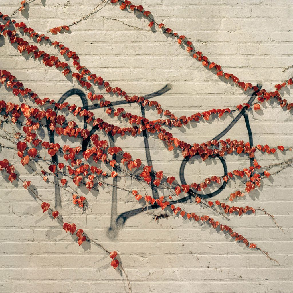 Gowanus_Wild_'Red_Vines'