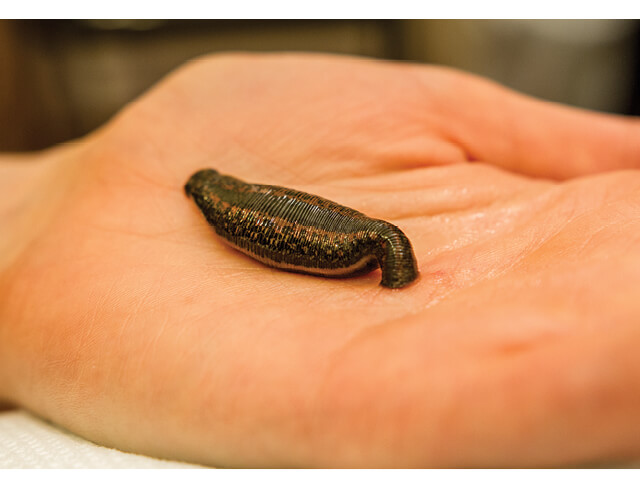 leeches2