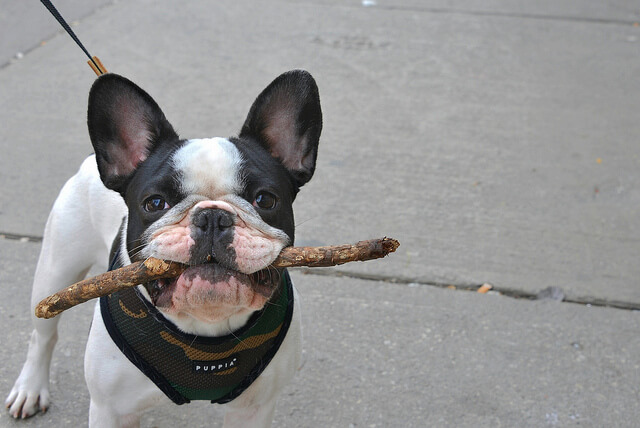 This little dude wants to hang out. Photo: Jamie McCaffrey/Flickr Creative Commons
