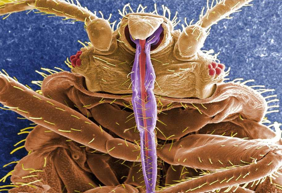 Cimex Lectularius, via Wikimedia Commons