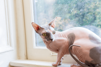 Meow Quarterly