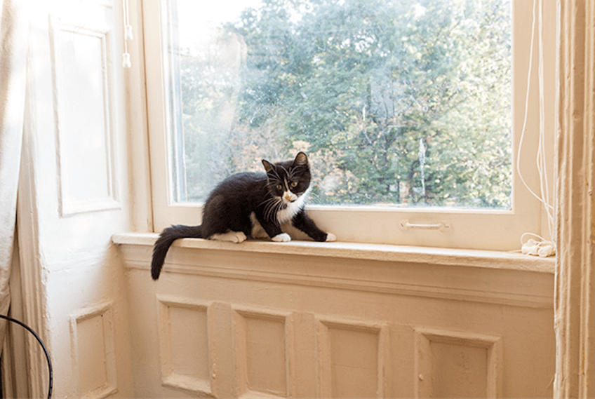 Meow Quarterly