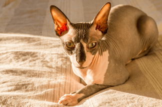 Meow Quarterly