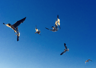 birds are naked