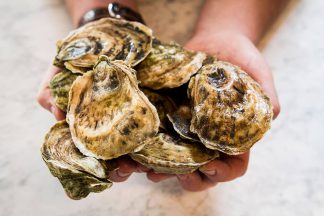 oysters