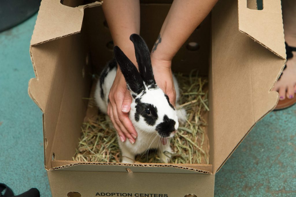 bunnie2