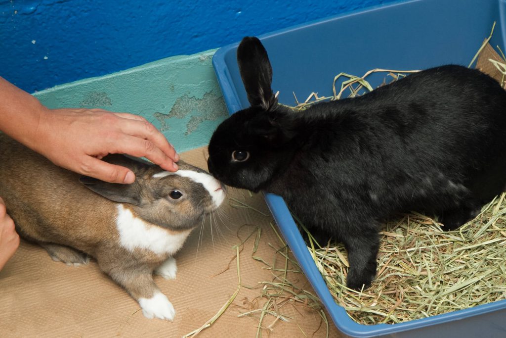 bunnie6